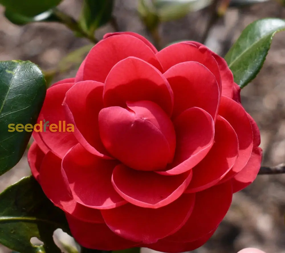 Camellia Red Flowers Seeds - Planting Graceful Blooms For A Stunning Garden Display Flower