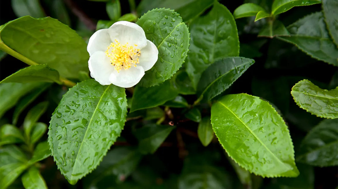 Camellia Sinensis Seeds Germinating in Potting Soil