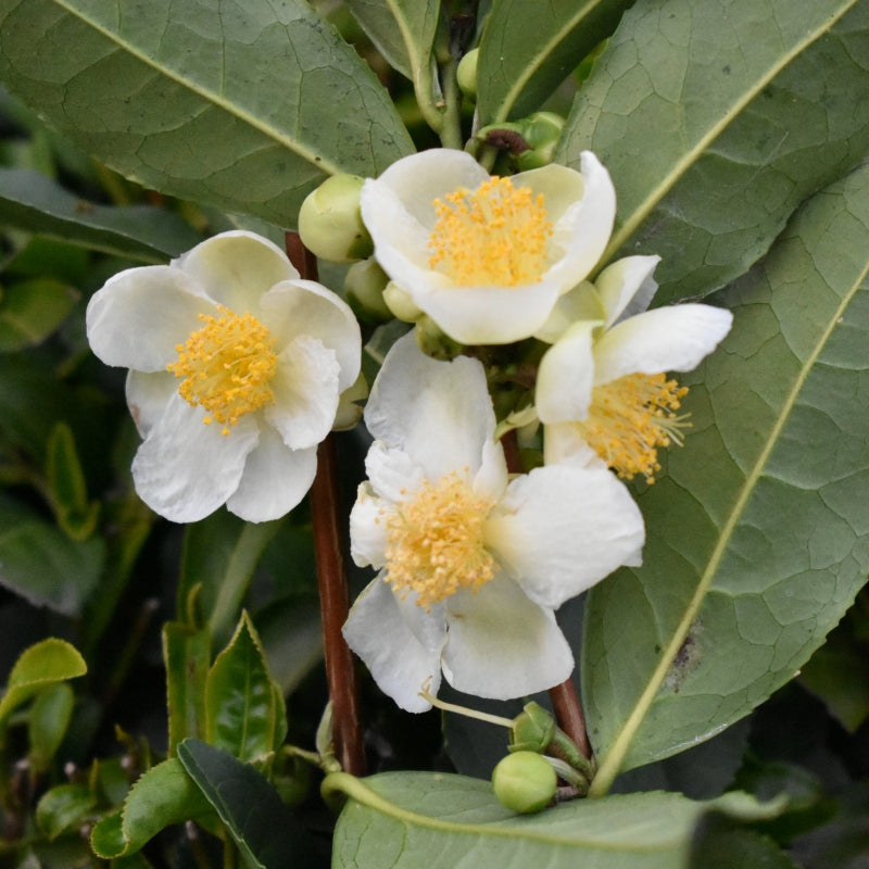 Ornamental dark green foliage of Camellia sinensis tea shrubs