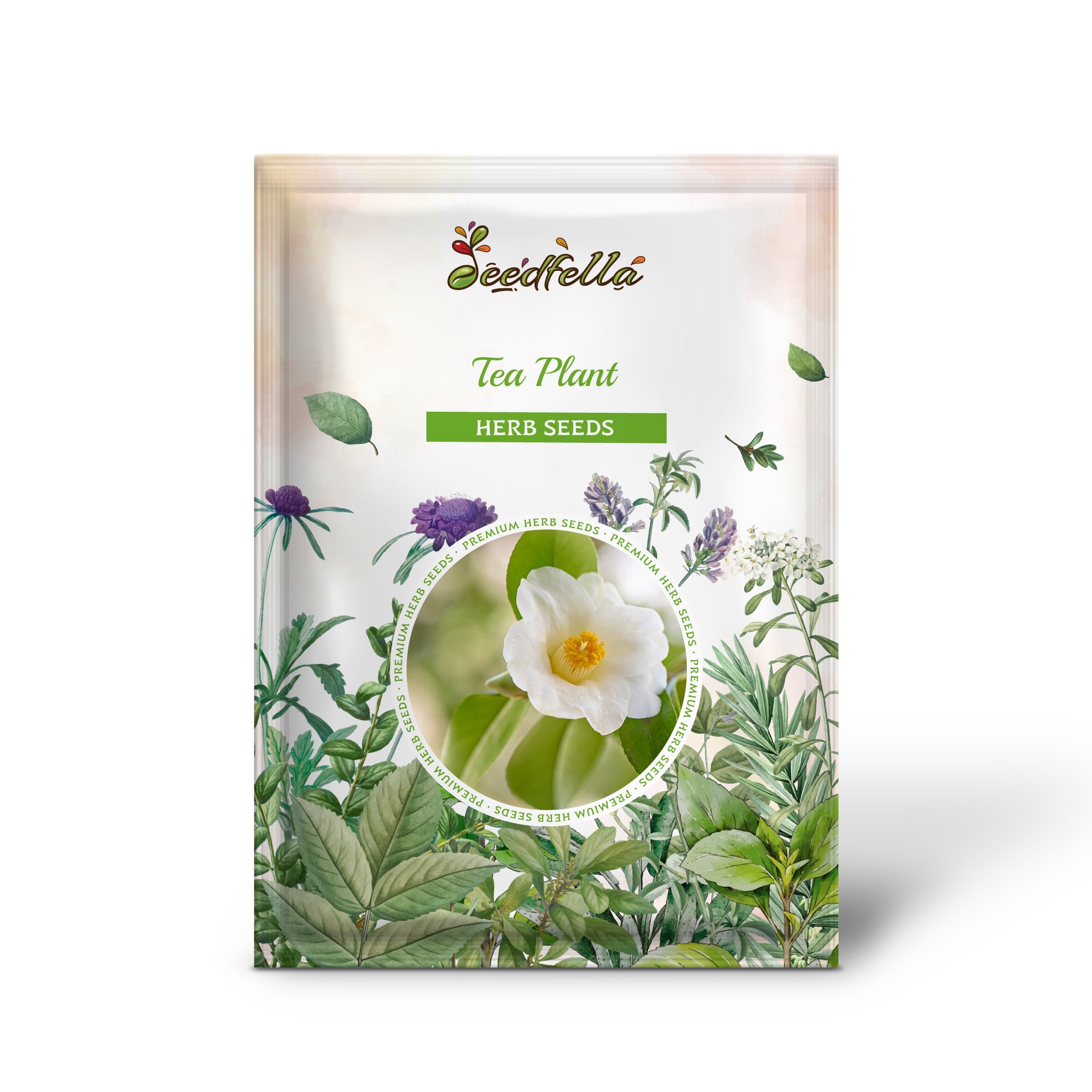 Camellia sinensis evergreen shrub grown from non-GMO seeds