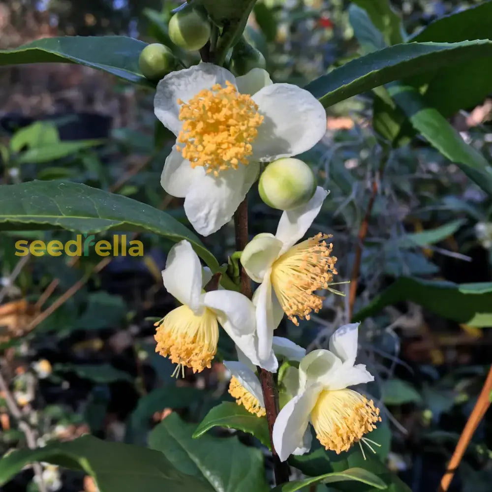 Camellia Sinensis Seeds For Planting Tea Plants