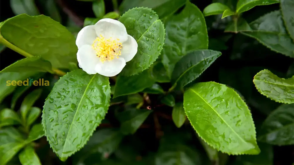 Camellia Sinensis Seeds For Planting Tea Plants