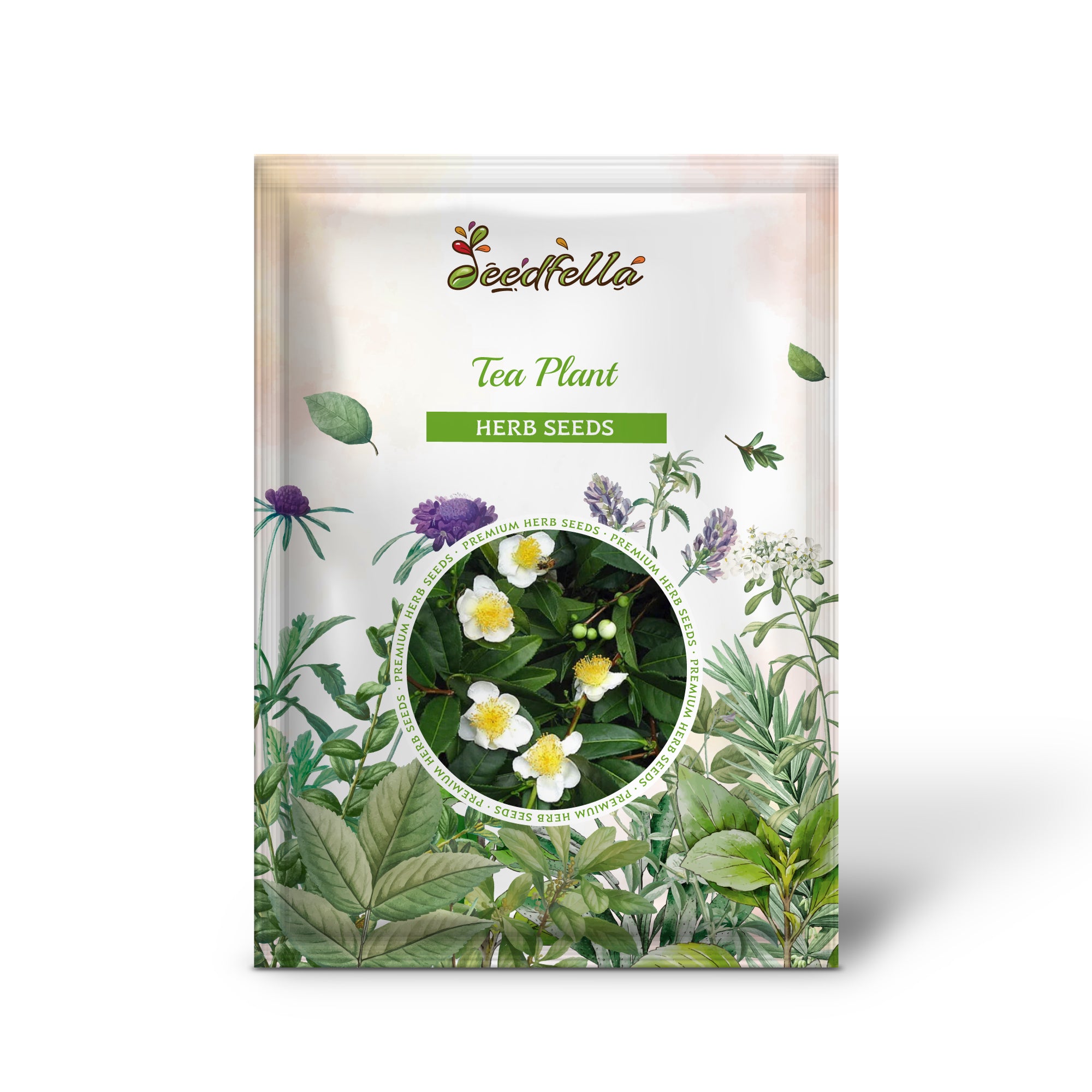 Camellia sinensis evergreen tea shrub