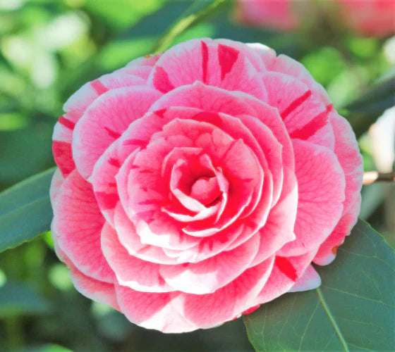 Elegant Camellia Flower Seeds For Planting: Pink & White Blooms Soothing Displays