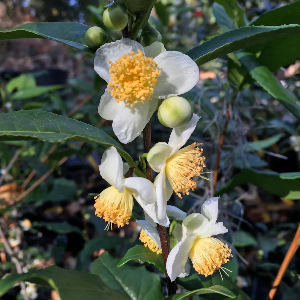 Camellia Sinensis Seeds For Planting Tea Plants