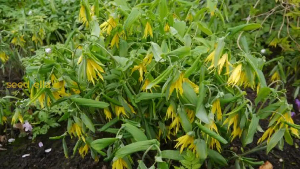 Campanula Flowers in Garden