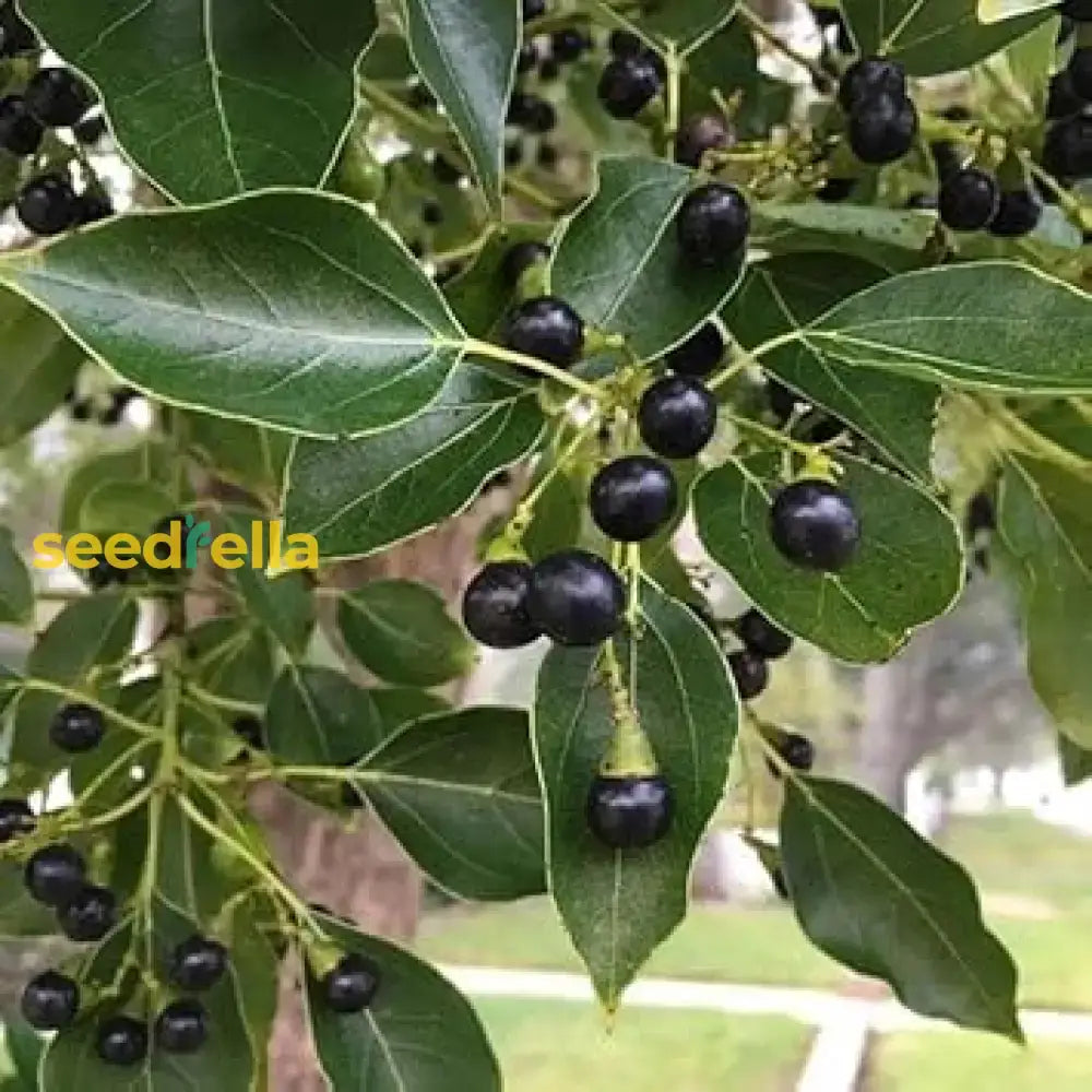 Camphor Seeds Planting Guide Fruit