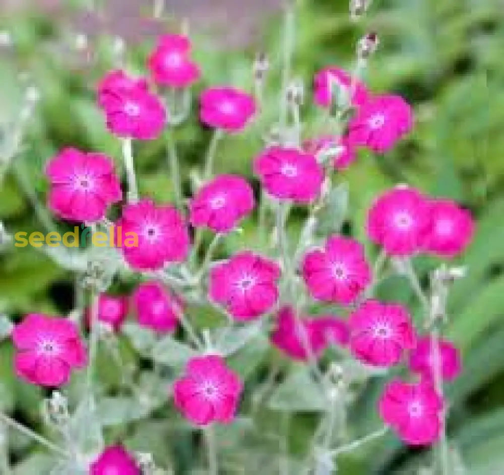 Campion Flower Seeds For Easy Planting