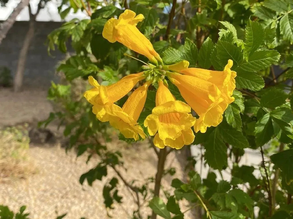 Step-by-Step Guide for Growing Campsis Radicans Seedlings