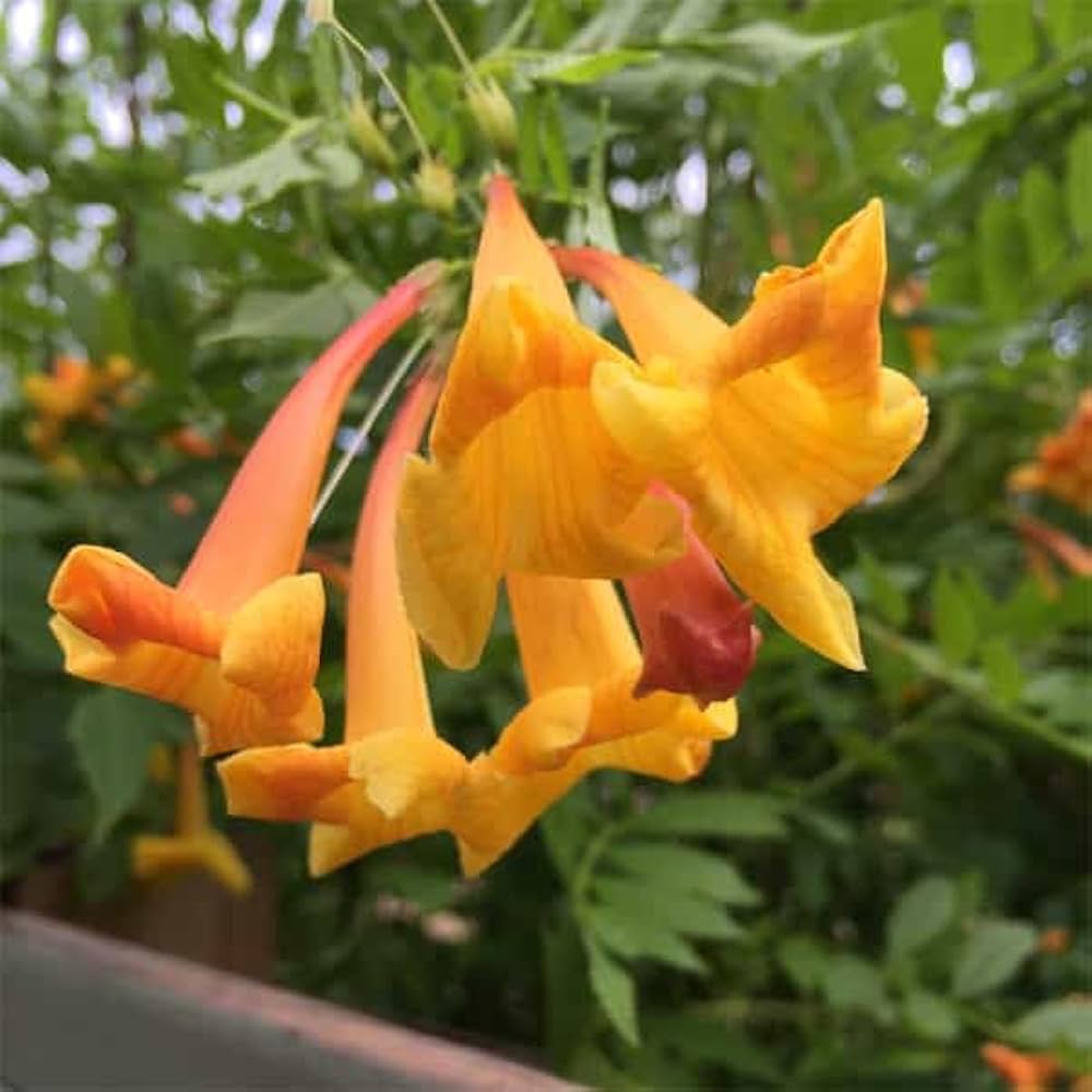 Campsis Radicans Yellow Trumpet Vine Flowers Blooming