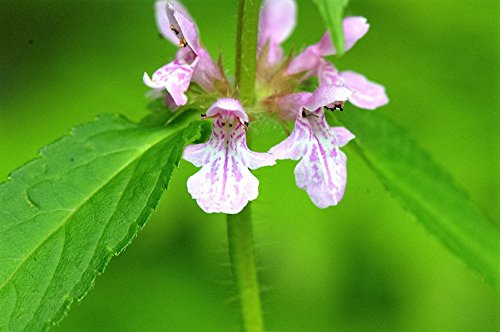 Lavender-pink Canadian Germander flowers grown from seeds