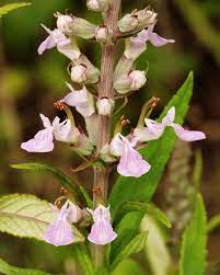 Canadian Germander plants thriving in a moist meadow garde