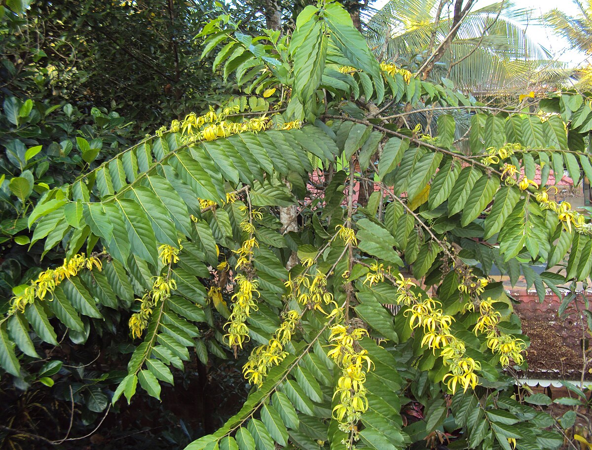 Close-Up of Cananga Odorata Fragrant Flowers