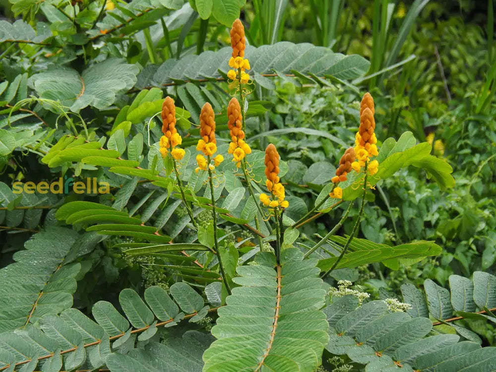 Yellow Candlestick seeds for borders and garden beds
