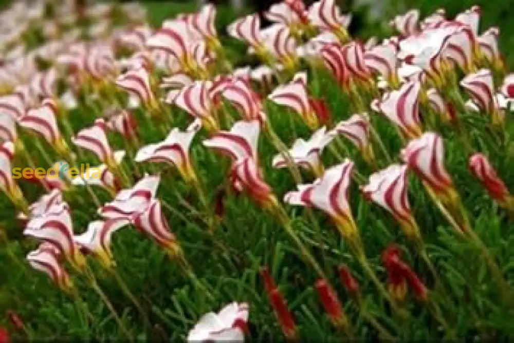 Candy Cane Sorrel Seeds For Planting  Vibrant Easy-To-Grow Perennial Garden Plant Flower