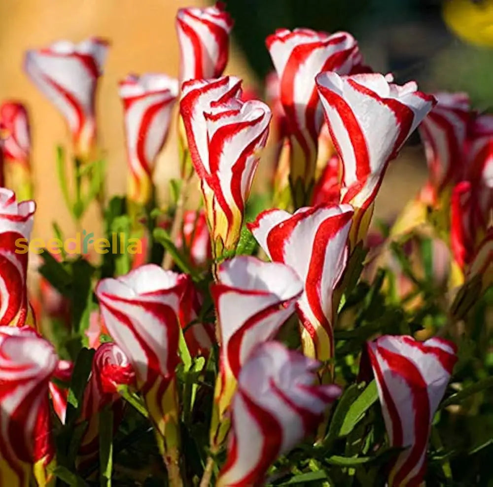 Candy Cane Sorrel Seeds For Planting  Vibrant Easy-To-Grow Perennial Garden Plant Flower