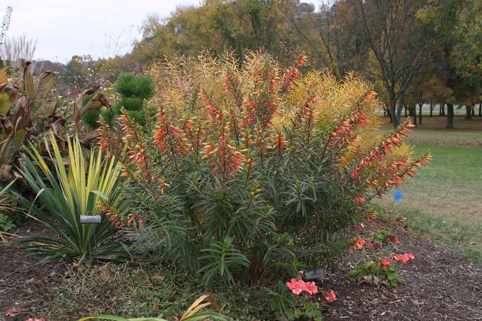 Candy Corn Plant with vibrant tubular flowers