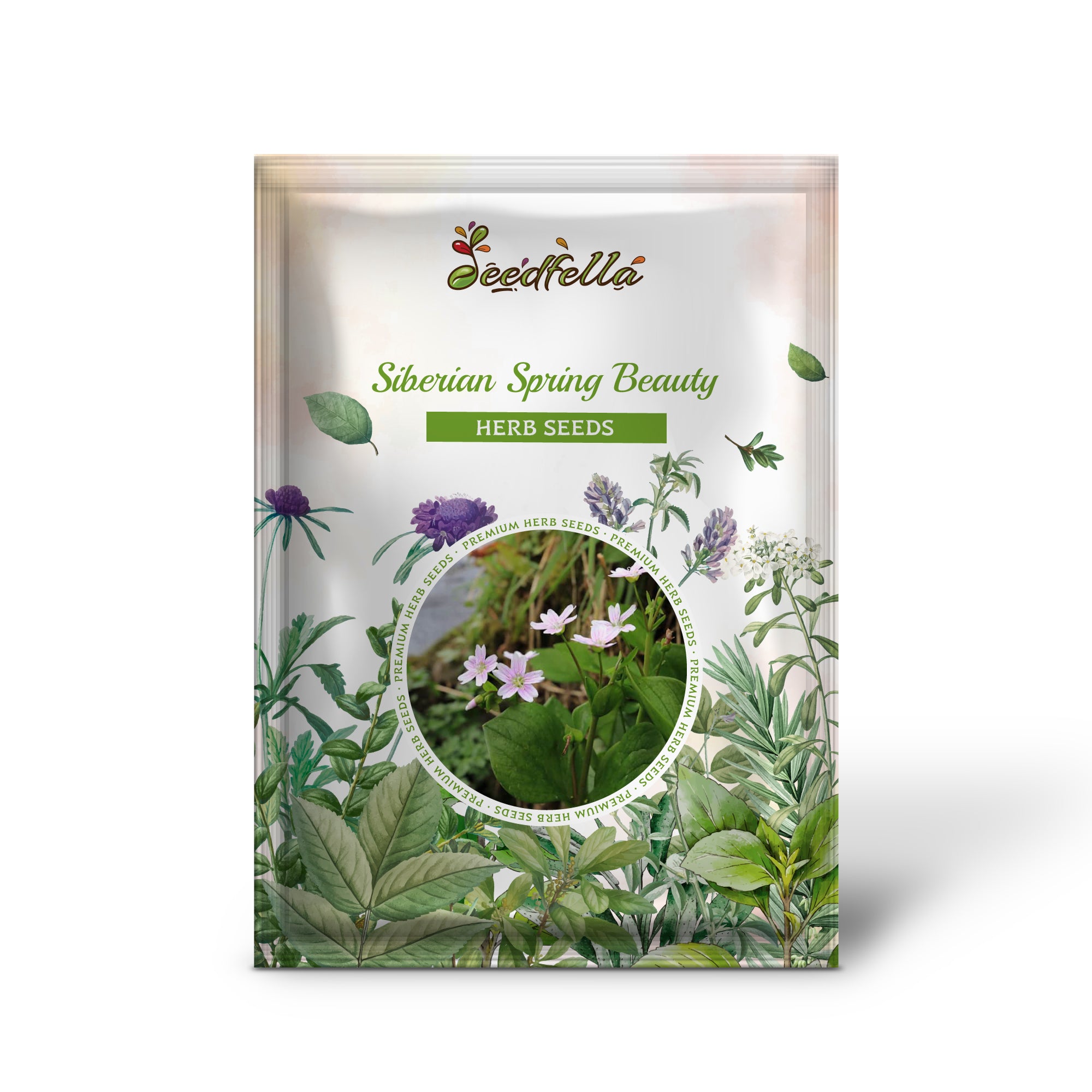 Claytonia sibirica with pink striped petals