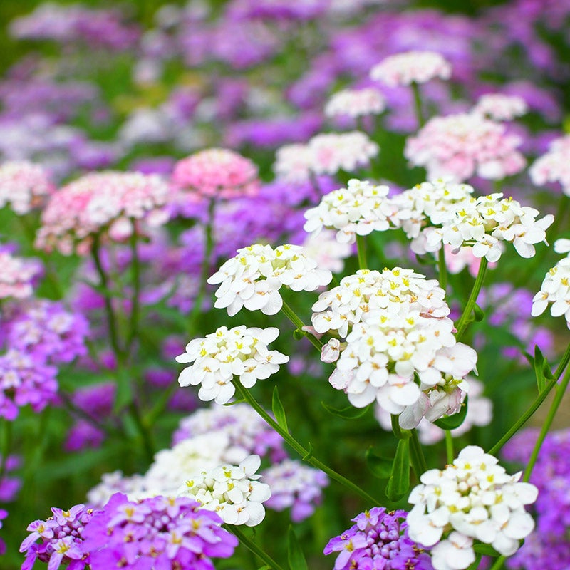 Purple & Pink Iberis Candytuft Mix seeds for stunning blooms