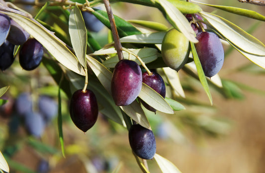Canino Olive Tree Seeds – Olea europaea Non-GMO Edible Green & Black Olives