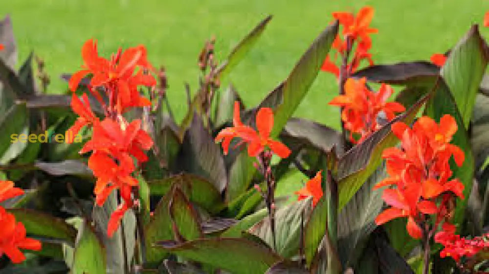 Canna Lily Flower Planting Seeds For A Colorful Garden Transformation