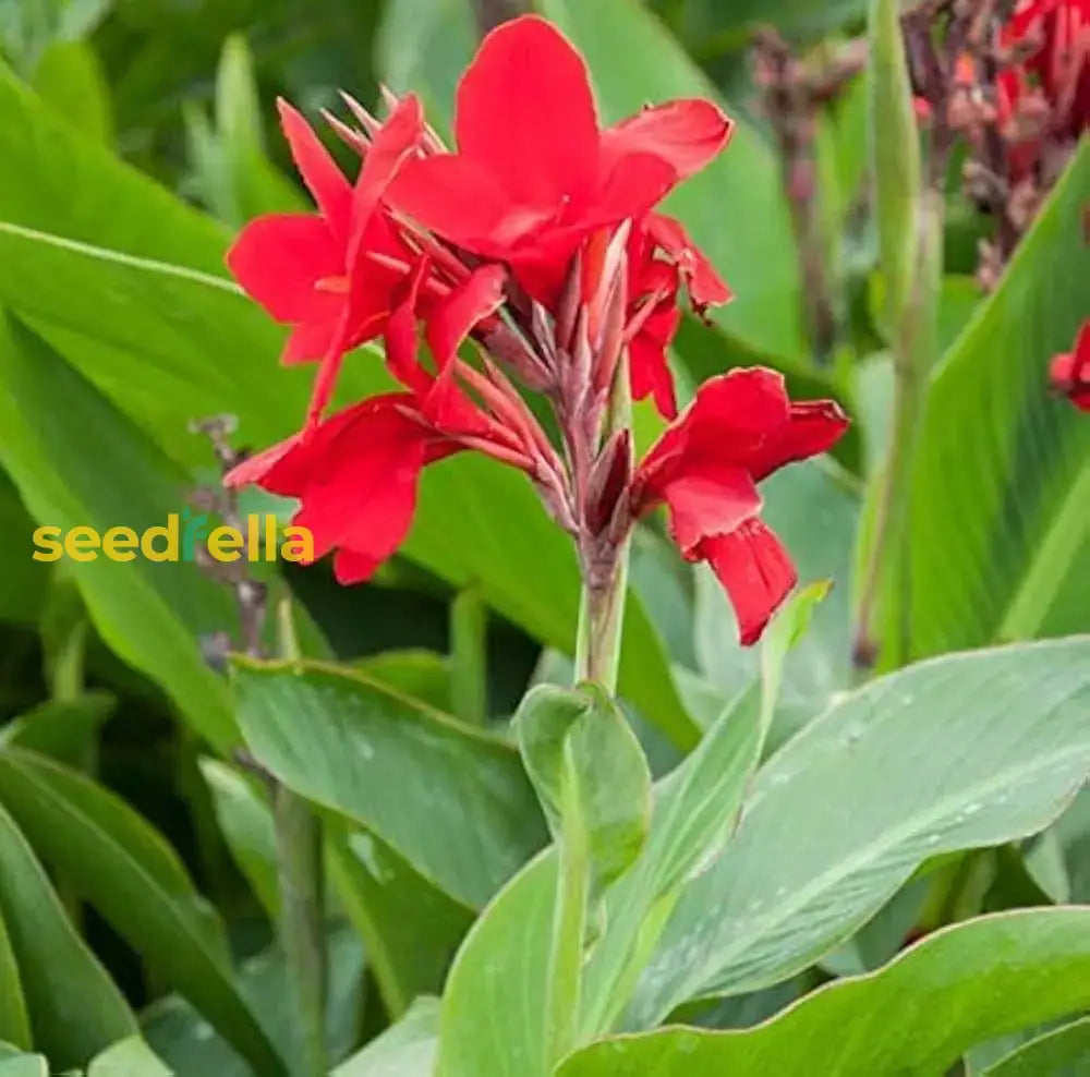 Canna Lily Flower Planting Seeds For A Colorful Garden Transformation