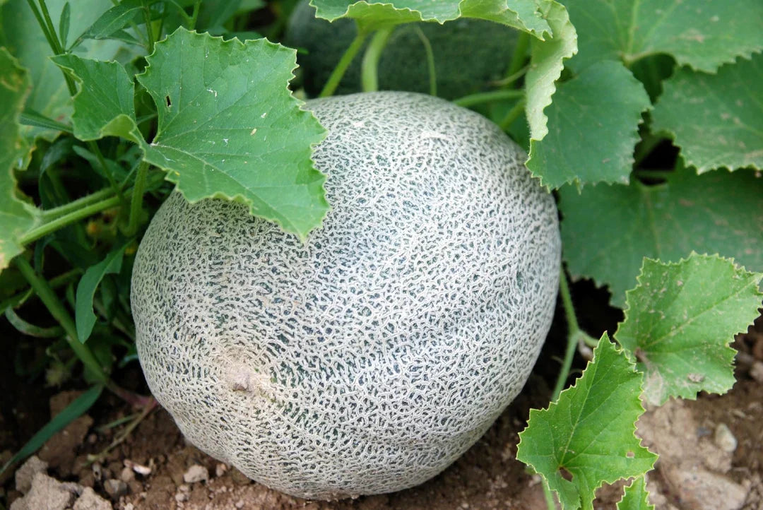 Cantaloupe fruit seeds planting and growing guide