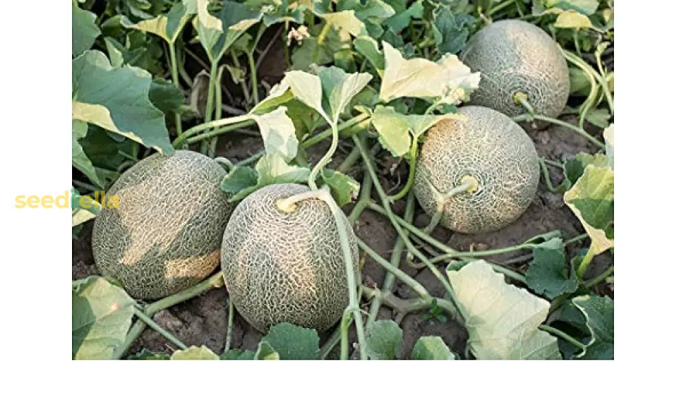 Cantaloupe Melon Seeds for Planting - Green and White Variety