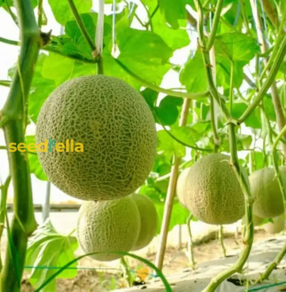 Cantaloupe Melon Seeds For Planting - Green And White Variety Fruit