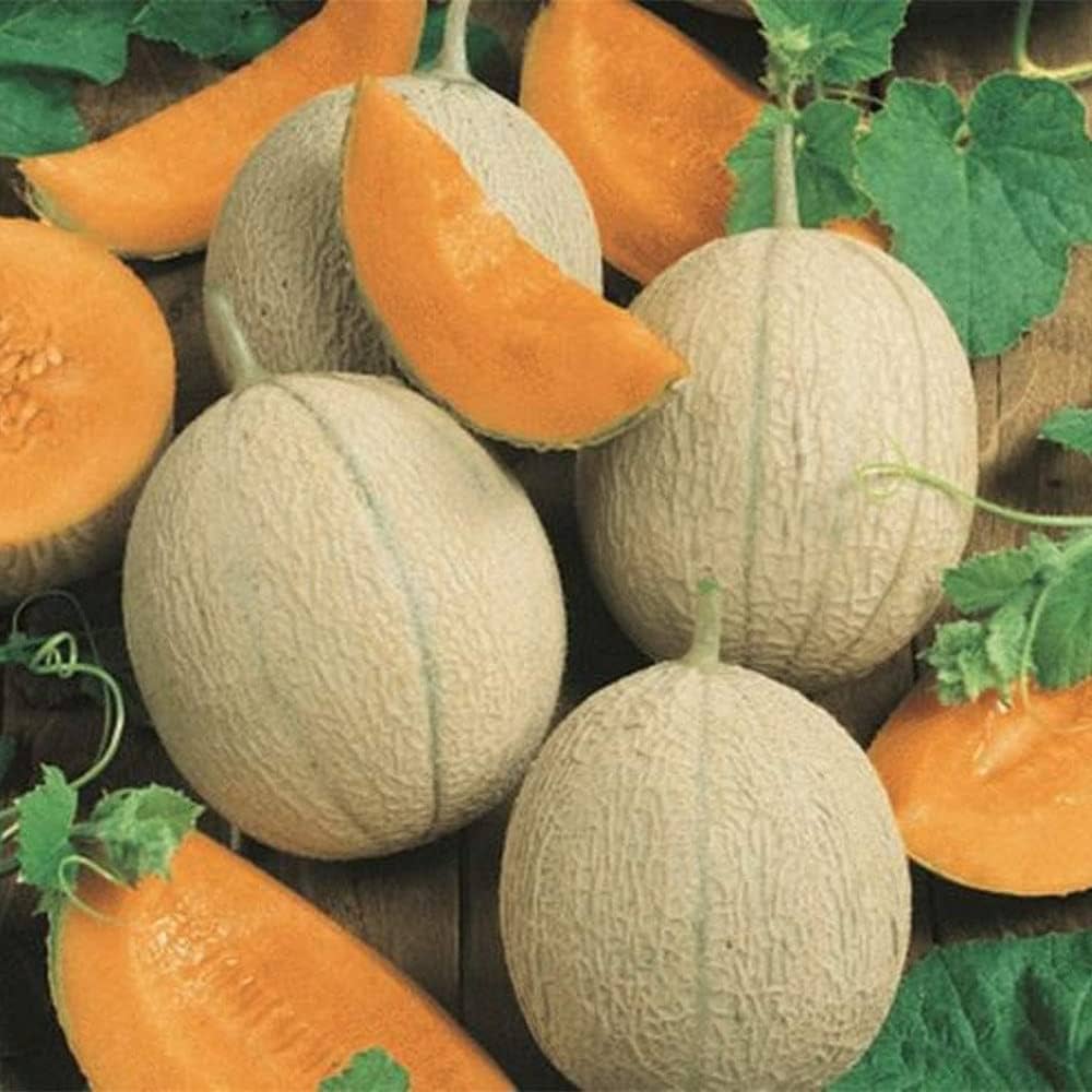 Cantaloupe melon seeds for sweet, juicy fruit harvests