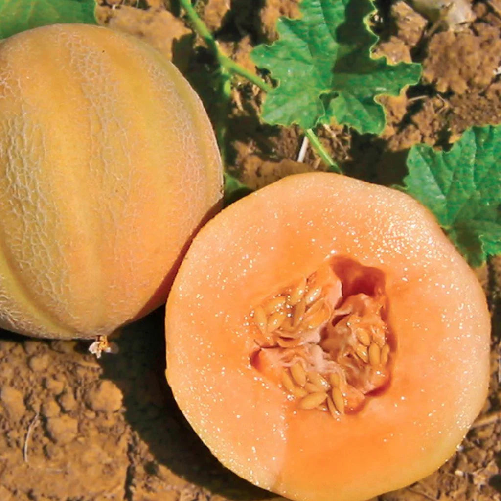 Brown Minnesota Cantaloupe Fruit Seeds Planting