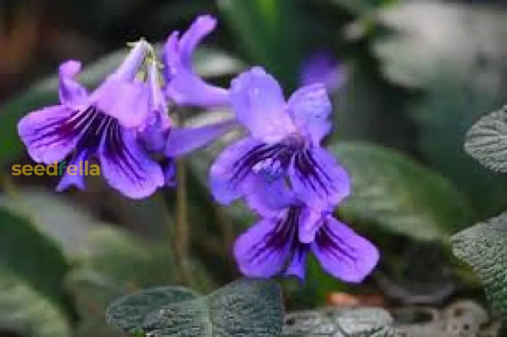 Cape Primrose Seeds For Planting  Vibrant Flower Your Garden