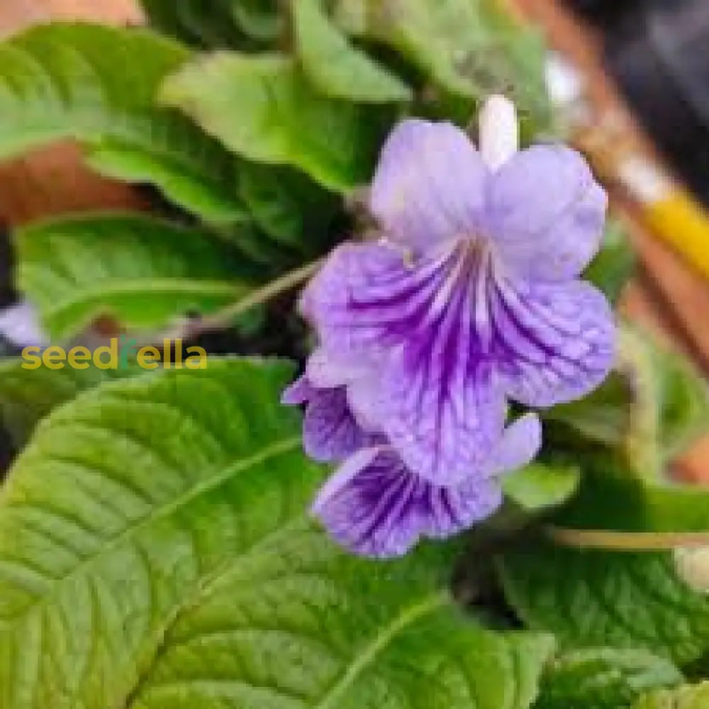 Cape Primrose Seeds For Planting  Vibrant Flower Your Garden