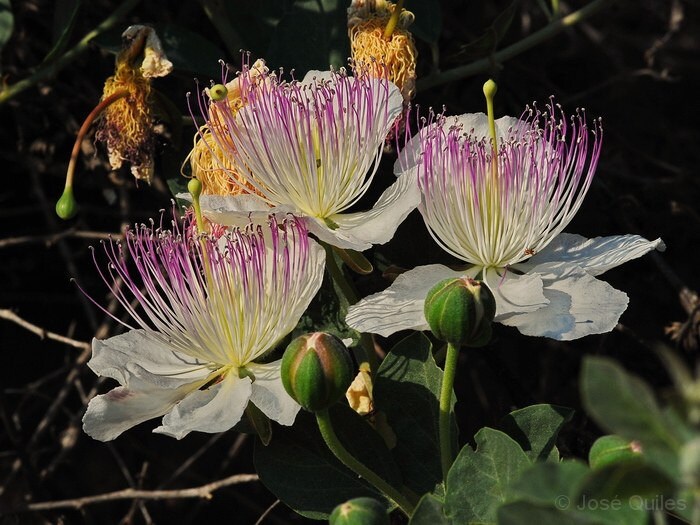 Caper Bush Growing in Rocky Mediterranean Garden