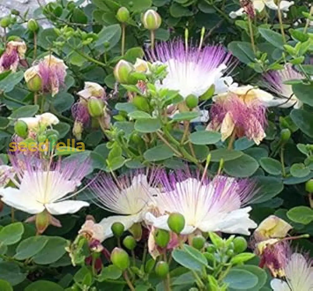 Capparis Spinosa Flower Seeds For Planting - Perennial Stunning Blooms