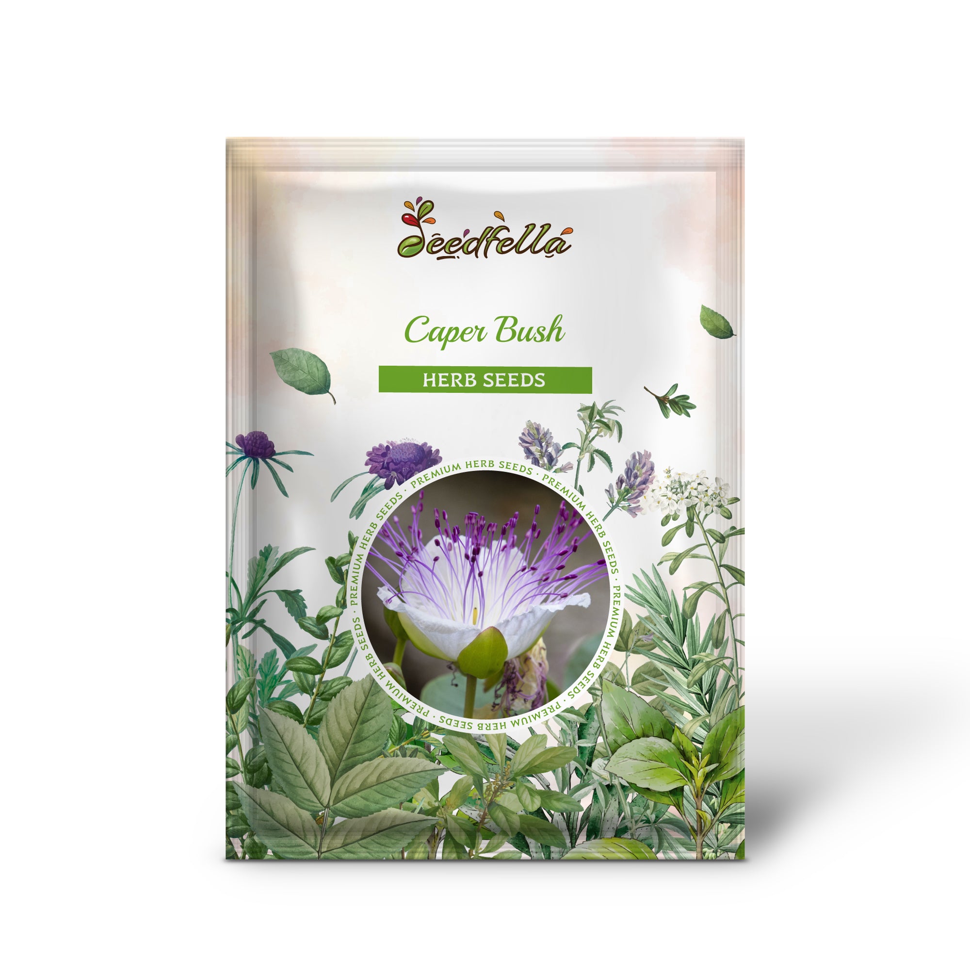 Capparis spinosa Seedlings Sprouting from Non-GMO Seeds