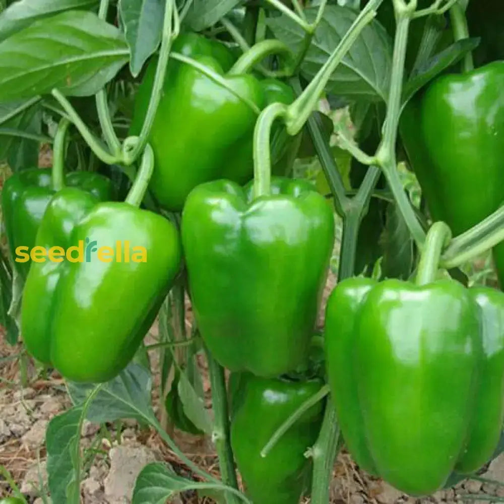 Capsicam Vegetable Seeds For Easy Planting Seeds