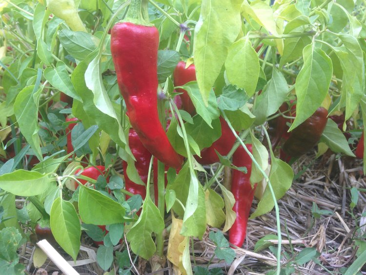 Capsicum annuum Chimayo pepper seeds