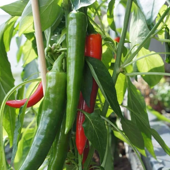 Capsicum annuum seeds for backyard growing