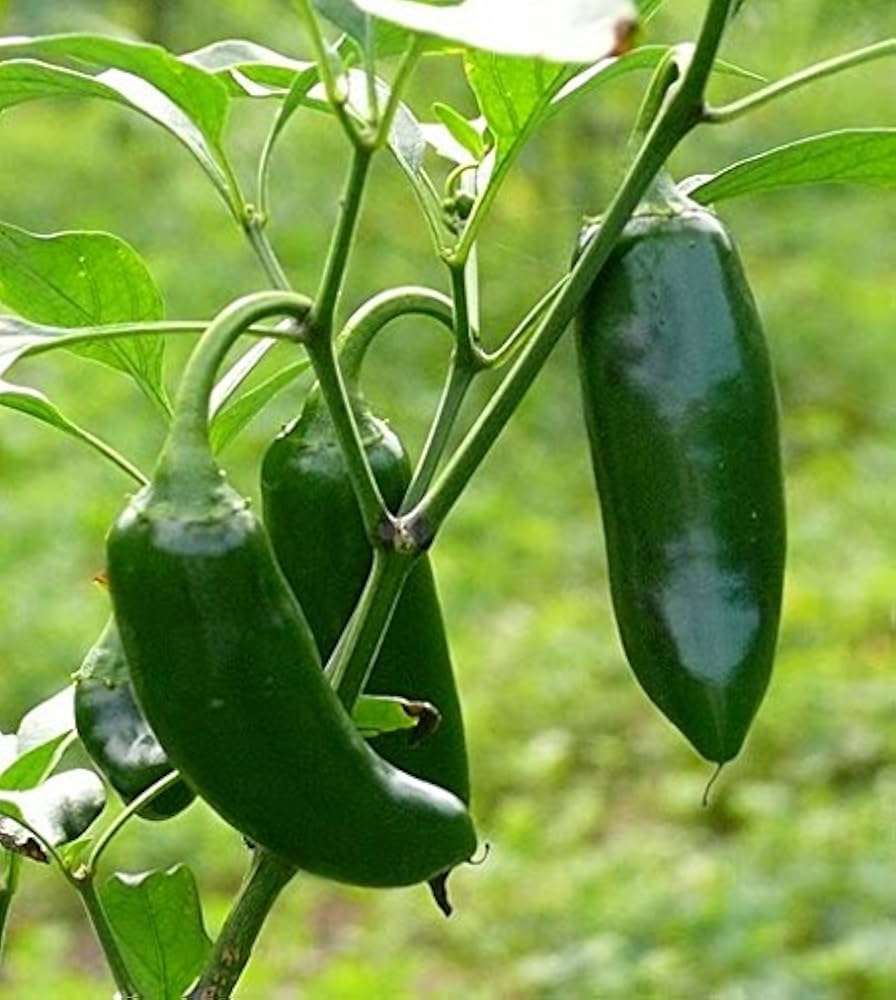 Jalapeno hybrid Capsicum annuum plants in garden