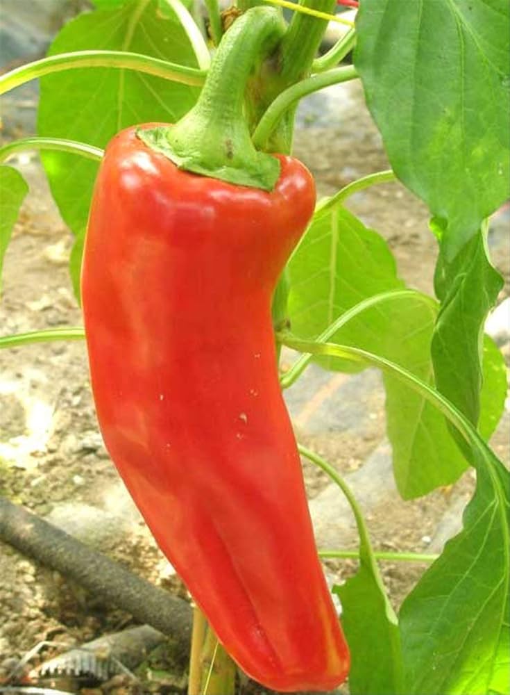 Capsicum annuum Sweet Marconi Pepper seeds