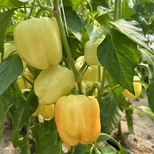 Capsicum annuum pepper plant growing in garden
