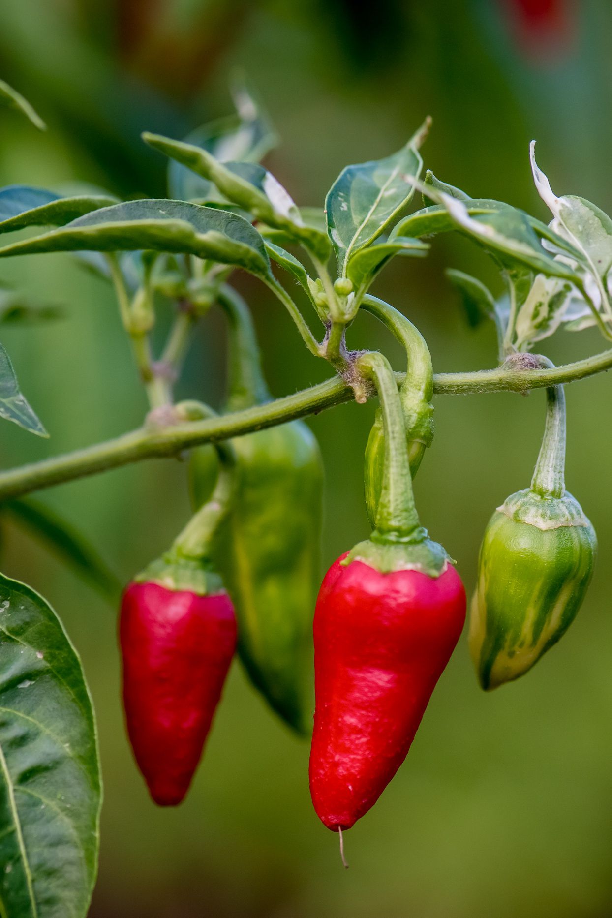 Capsicum annuum plants growing in garden
