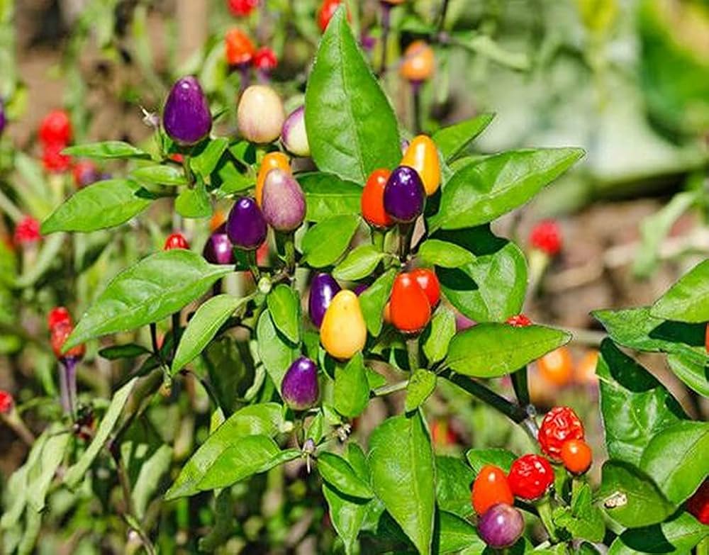 Capsicum annuum Rainbow Bell Pepper seeds
