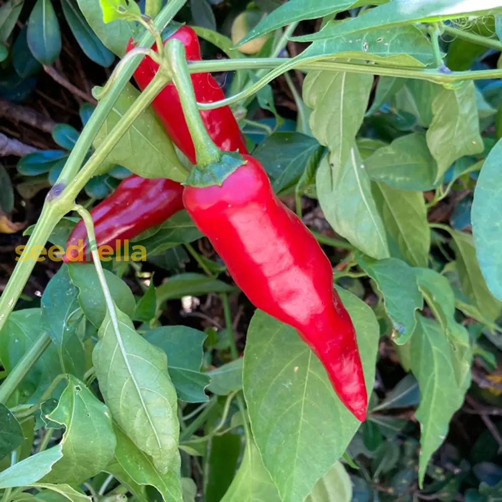 Capsicum annuum pepper seedlings growing