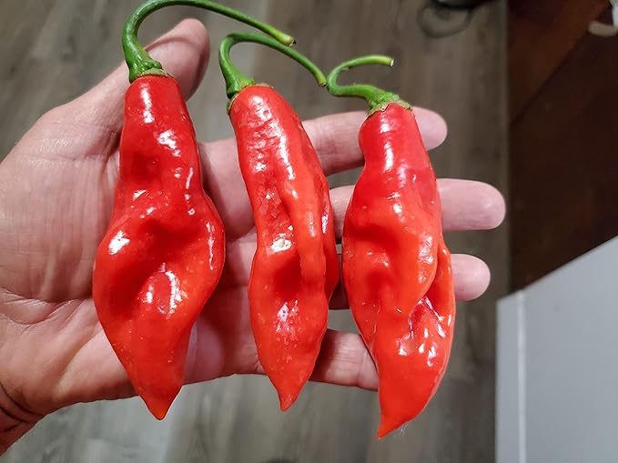 Capsicum chinense pepper plants growing in garden