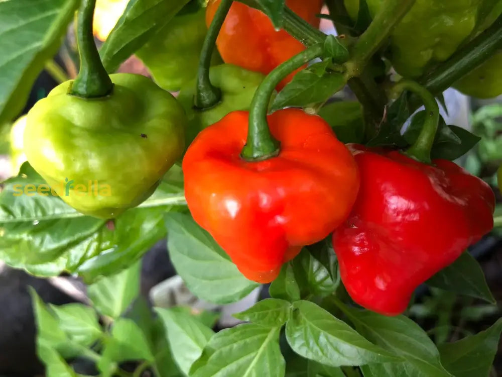 Capsicum chinense seedlings with green foliage
