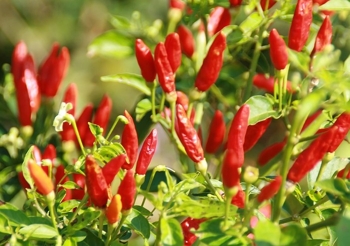 Capsicum frutescens pepper plants in garden