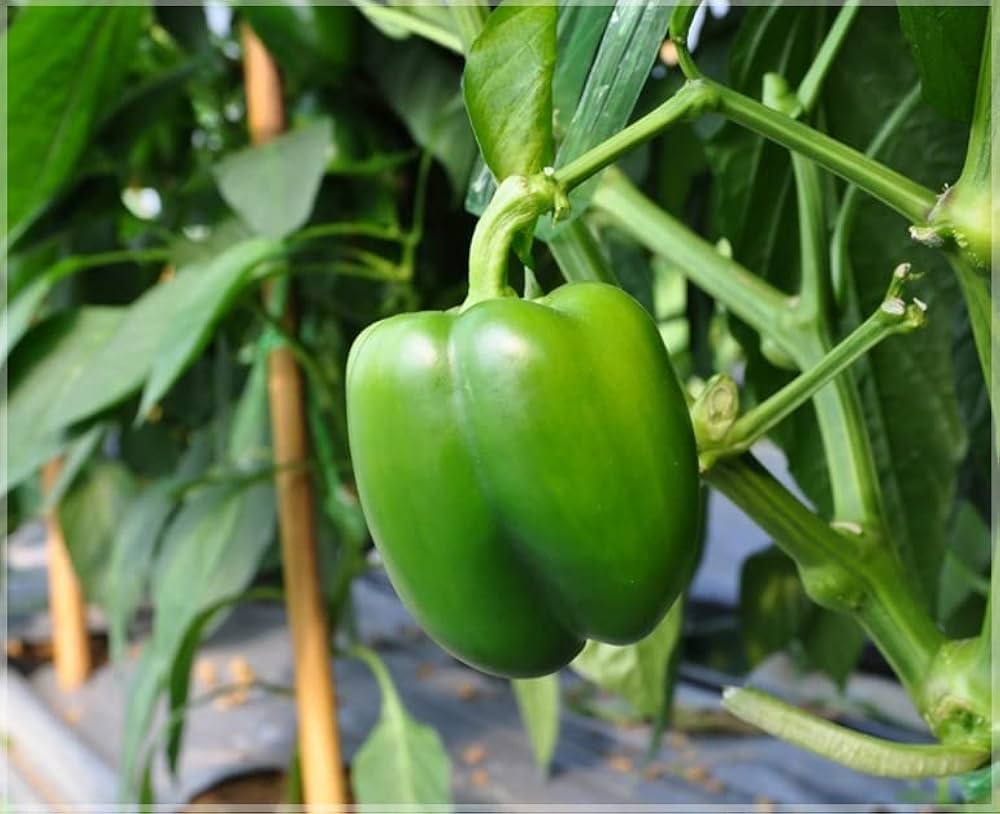 Capsicum spp pepper seeds for planting in garden