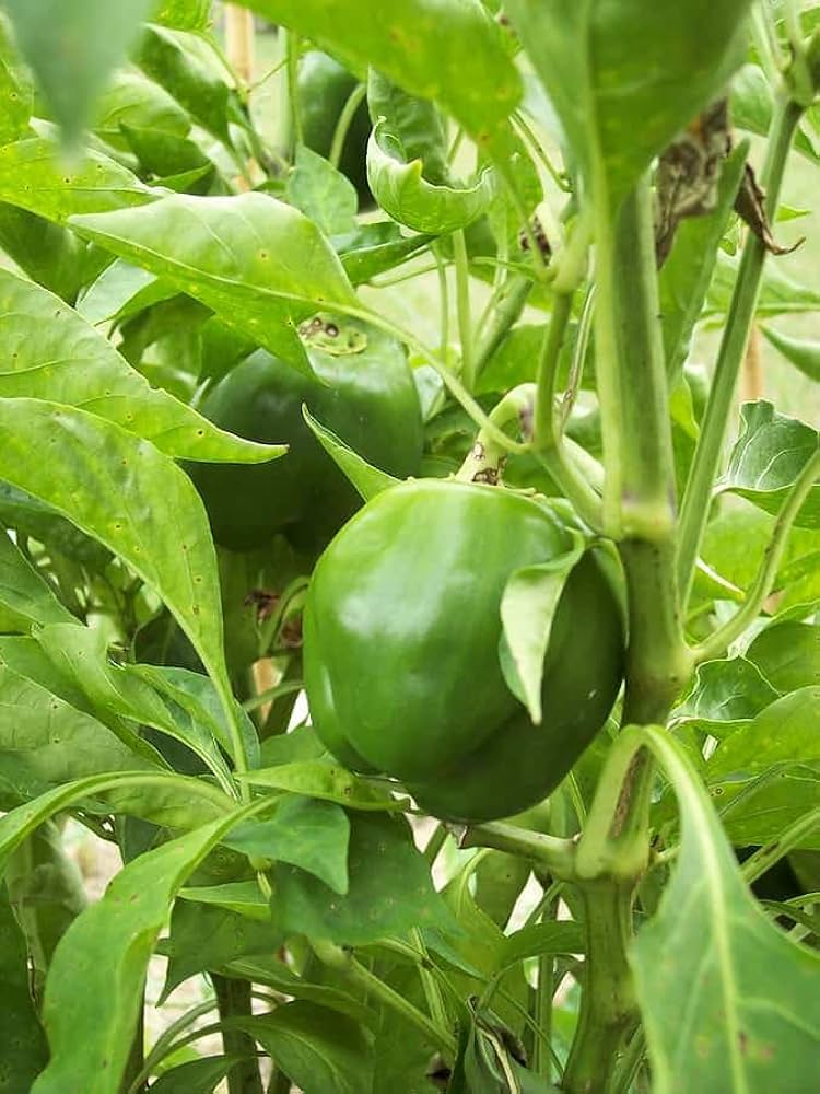 Healthy Capsicum plants growing in home garden bed